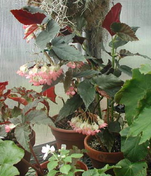 B. ‘Ebony’